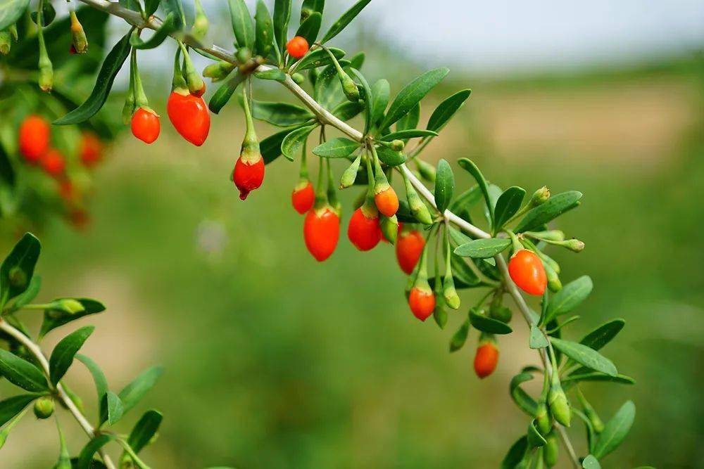 Goji tree with matured goji berry. 